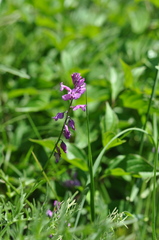 Polygala pedemontana