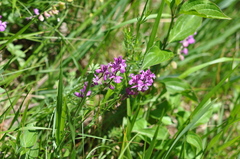 Polygala pedemontana