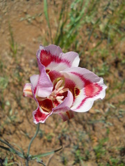 Calochortus venustus
