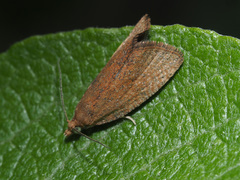 Celypha rufana