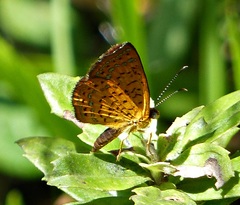 Calephelis aymaran