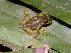 Copan Brook Frog photo 5