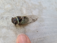 Diceroprocta marevagans