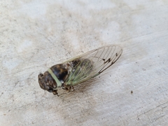 Diceroprocta marevagans