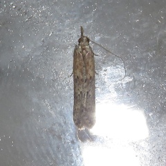 Dichomeris punctidiscellus