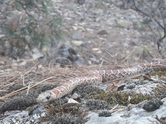 Lampropeltis knoblochi
