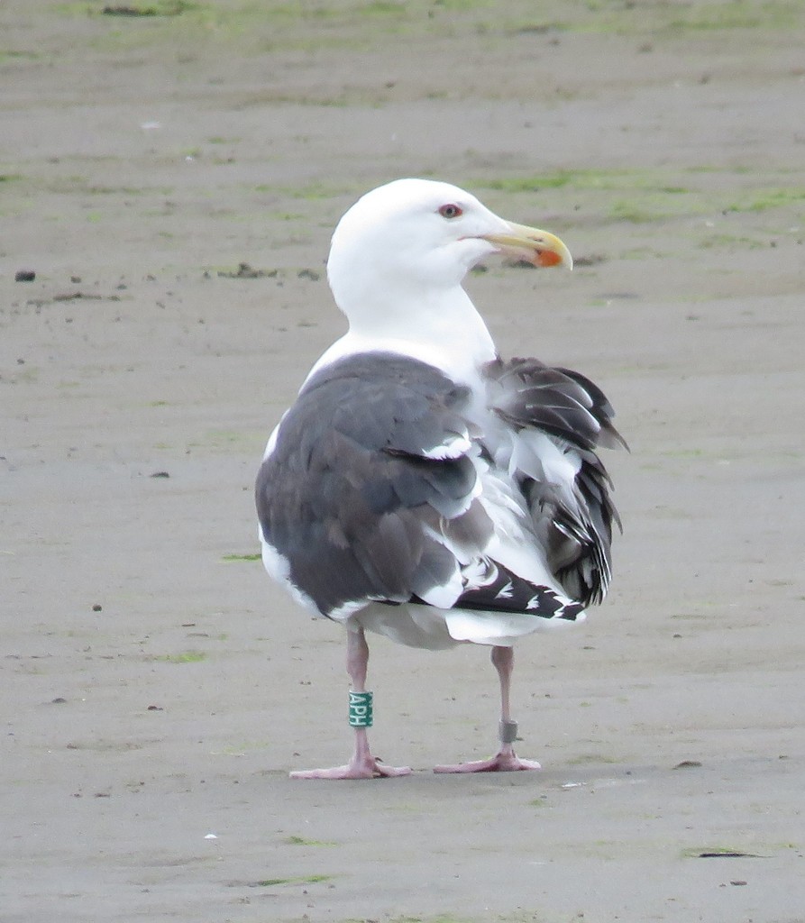 Larus marinus from MacCormacks Beach Provincial Park, Eastern Passage, NS, Canada on 2017년 06월 24일 (토) by mkkennedy. Green... 