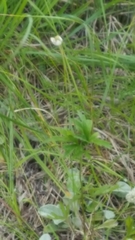 Anemone cylindrica