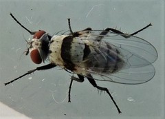 Anthomyia silvestris