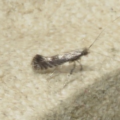 Parornix quadripunctella