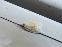 Adoxophyes negundana