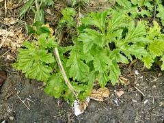 Heracleum sosnowskyi