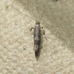 Parornix quadripunctella