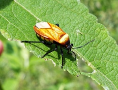 Largus trochanterus