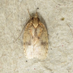 Agonopterix robiniella
