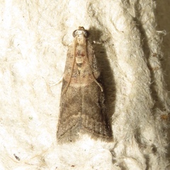 Acrobasis palliolella