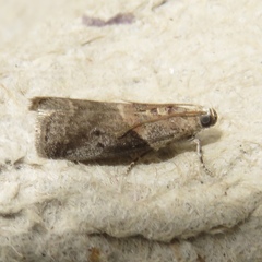 Acrobasis palliolella