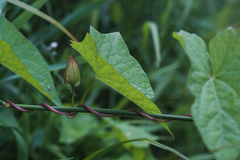 Calystegia sepium