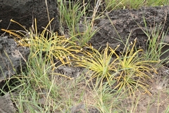 Lithophila radicata