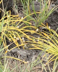 Lithophila radicata