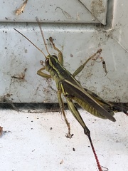 Melanoplus bivittatus