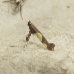 Caloptilia bimaculatella