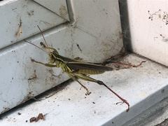 Melanoplus bivittatus