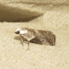 Acrobasis palliolella