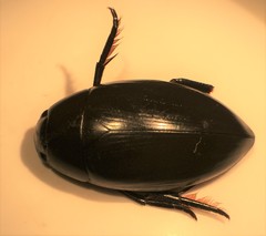 Hydrophilus insularis