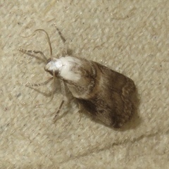 Acrobasis palliolella