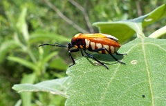 Largus trochanterus
