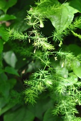 Asparagus tenuifolius