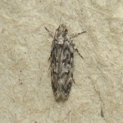Chionodes pereyra