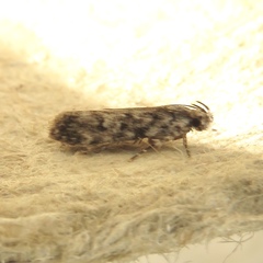 Chionodes pereyra
