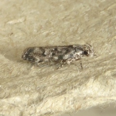 Chionodes pereyra
