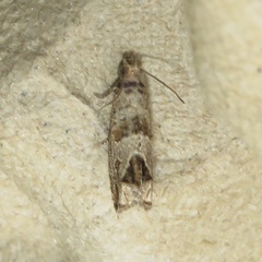 Sonia canadana