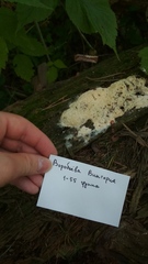 Fuligo septica candida