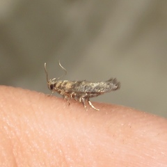 Agnippe biscolorella