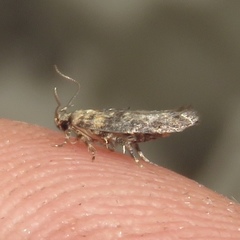 Agnippe biscolorella