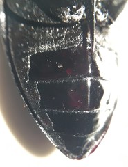 Hydrophilus insularis