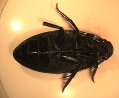 Hydrophilus insularis