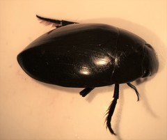 Hydrophilus insularis