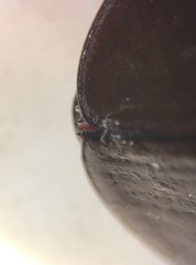 Hydrophilus insularis