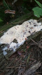 Fuligo septica candida