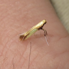 Caloptilia superbifrontella