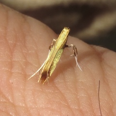 Caloptilia superbifrontella