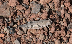 Trimerotropis fontana