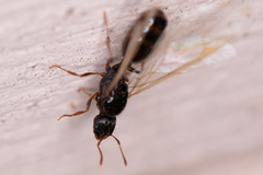 Tetramorium caespitum