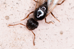 Tetramorium caespitum