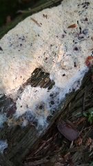 Fuligo septica candida